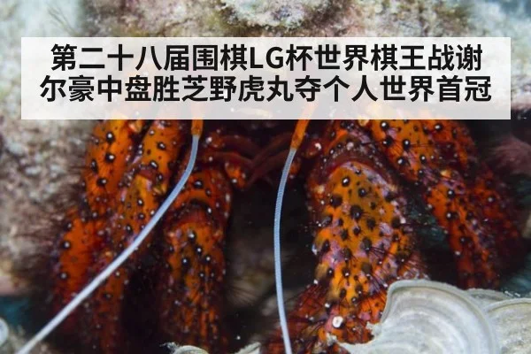 第二十八届围棋LG杯世界棋王战谢尔豪中盘胜芝野虎丸夺个人世界首冠